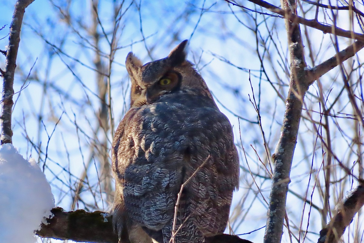 Great Horned Owl - ML646194602