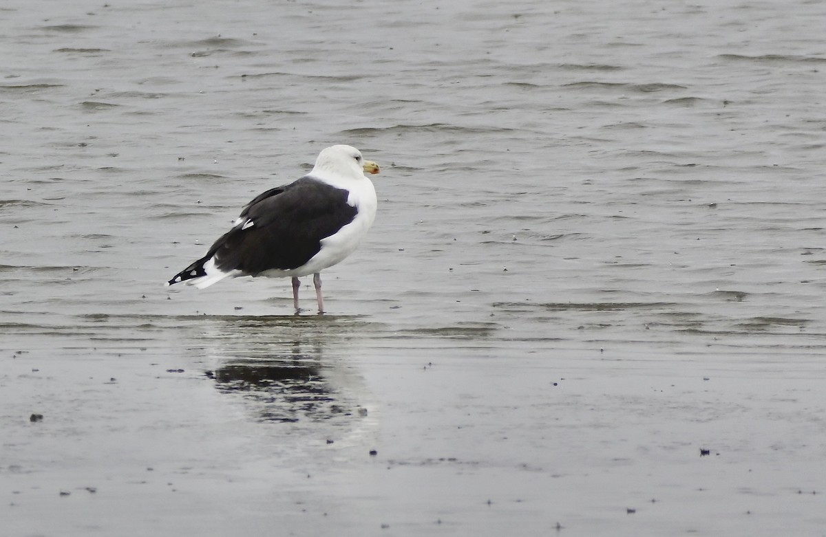 Büyük Kara Sırtlı Martı - ML646194606