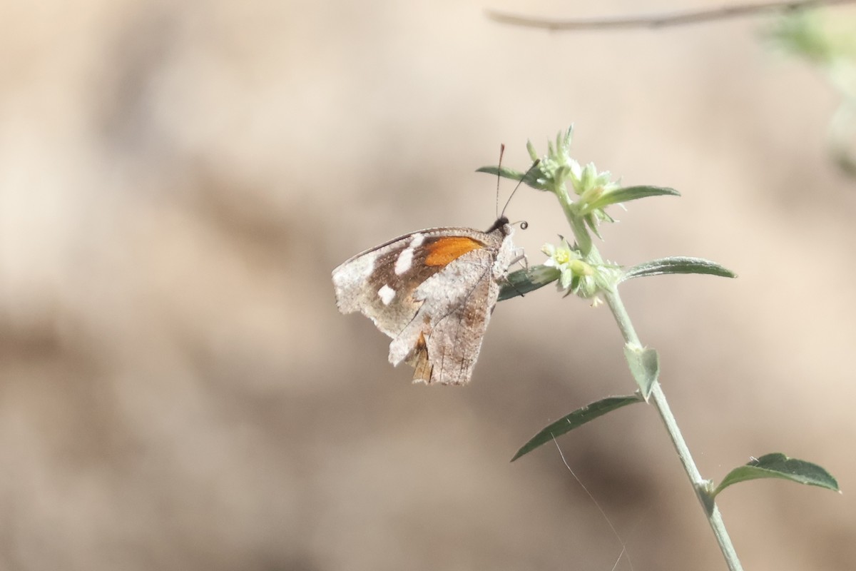American Snout - ML646194607
