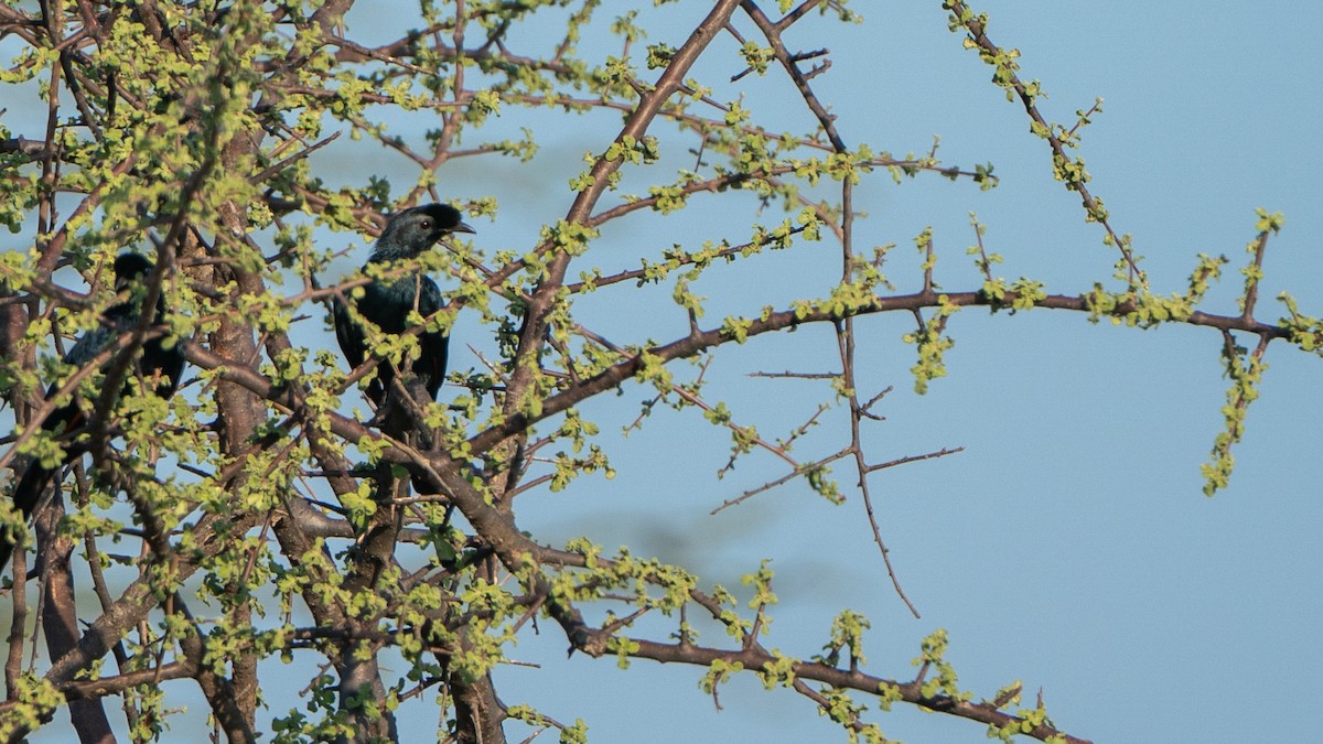 Bristle-crowned Starling - ML646194608