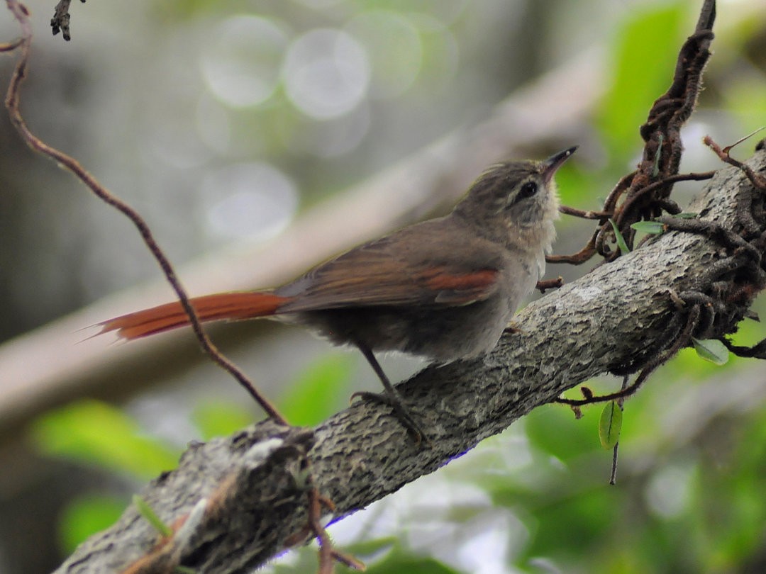 Olive Spinetail - ML646194611