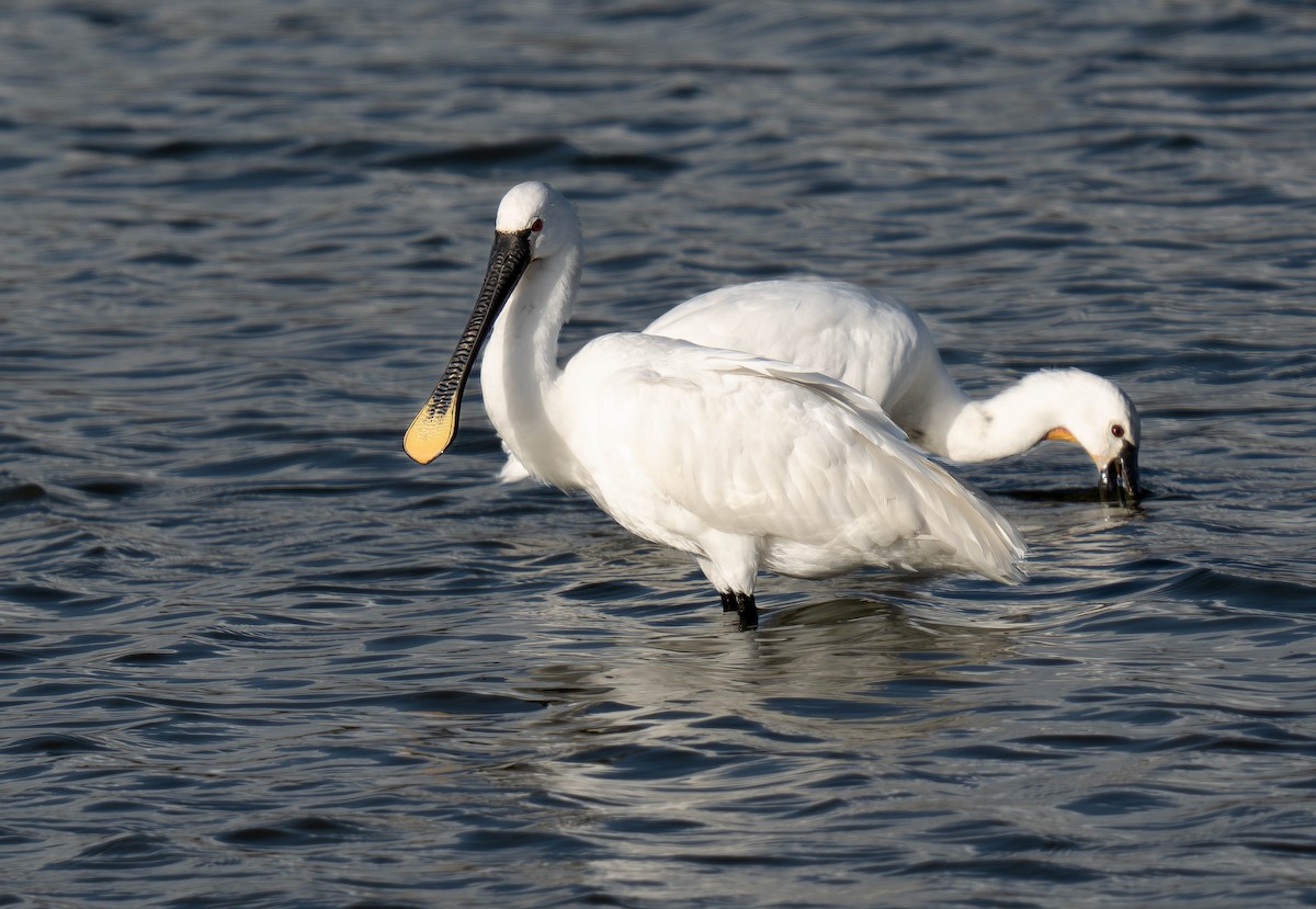 Eurasian Spoonbill - ML646194612