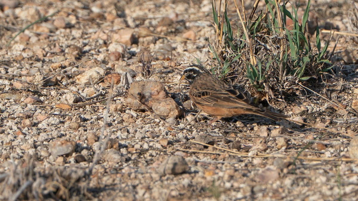 Cinnamon-breasted Bunting - ML646194613