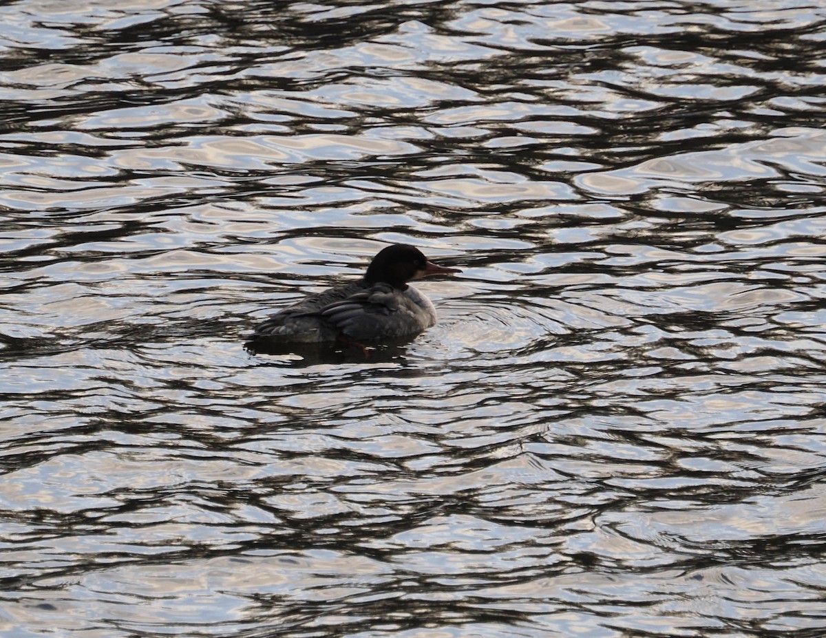 Common Merganser - ML646194615