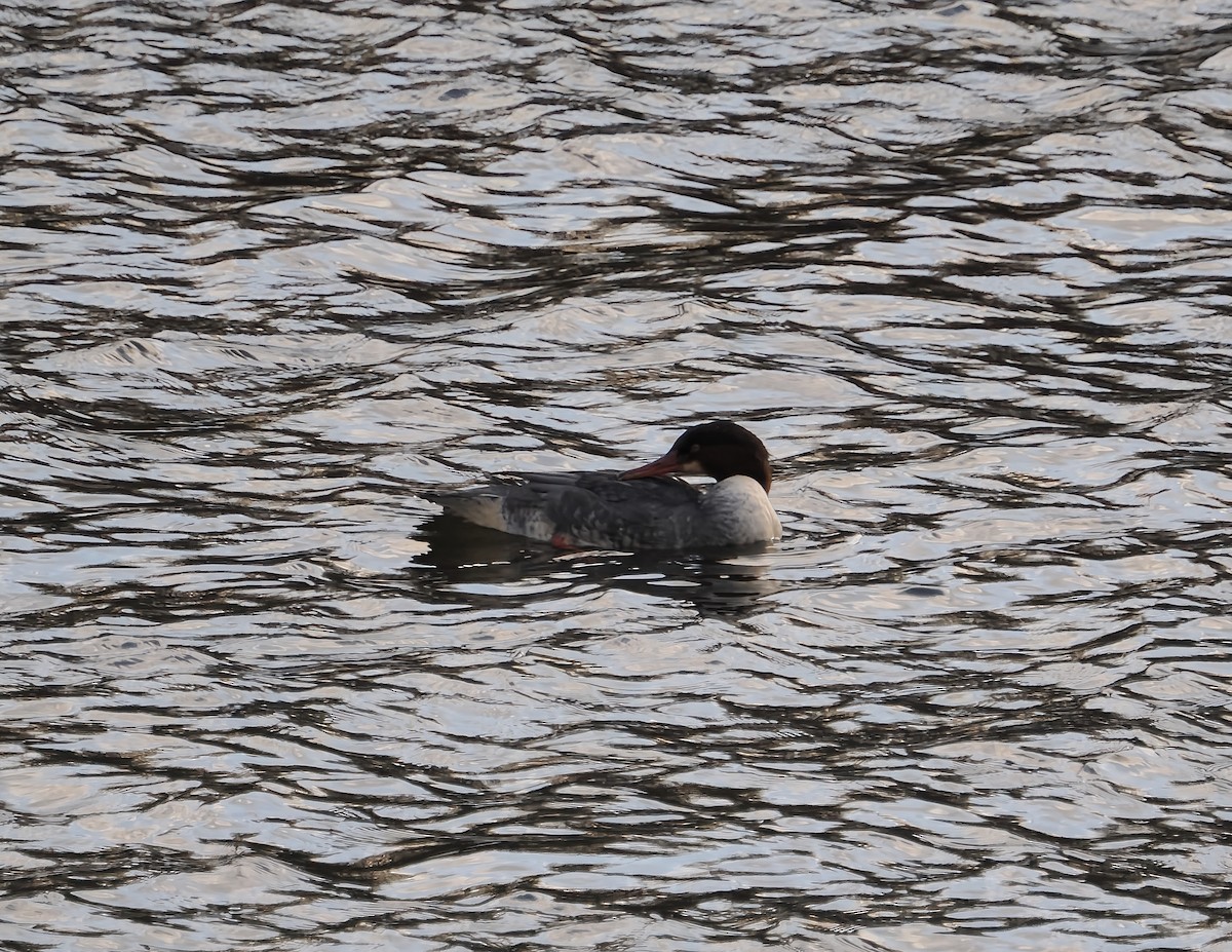 Common Merganser - ML646194616