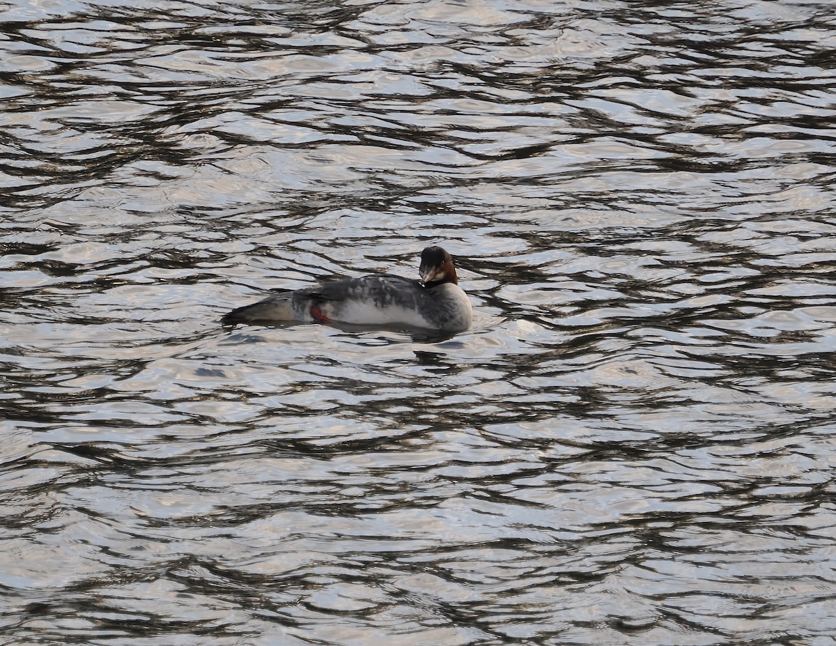 Common Merganser - ML646194617