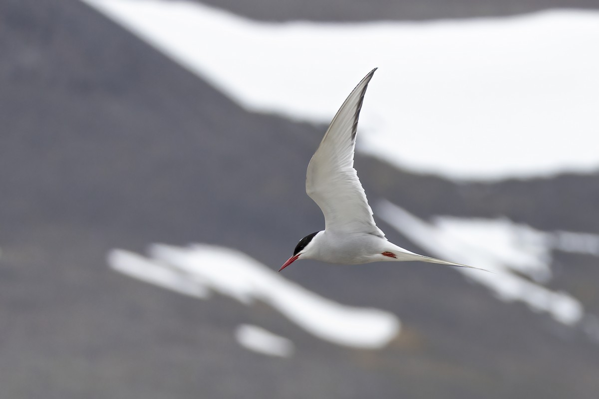 Arctic Tern - ML646194626