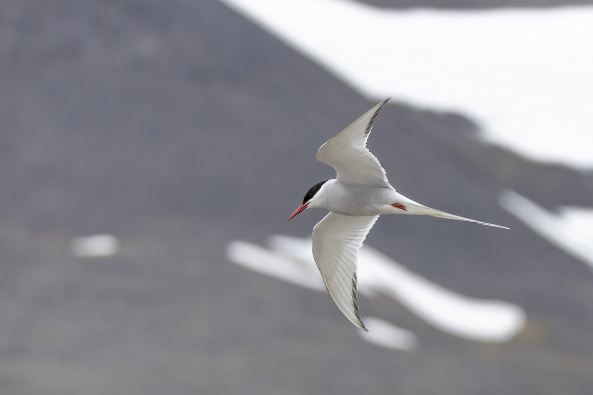 Arctic Tern - ML646194628