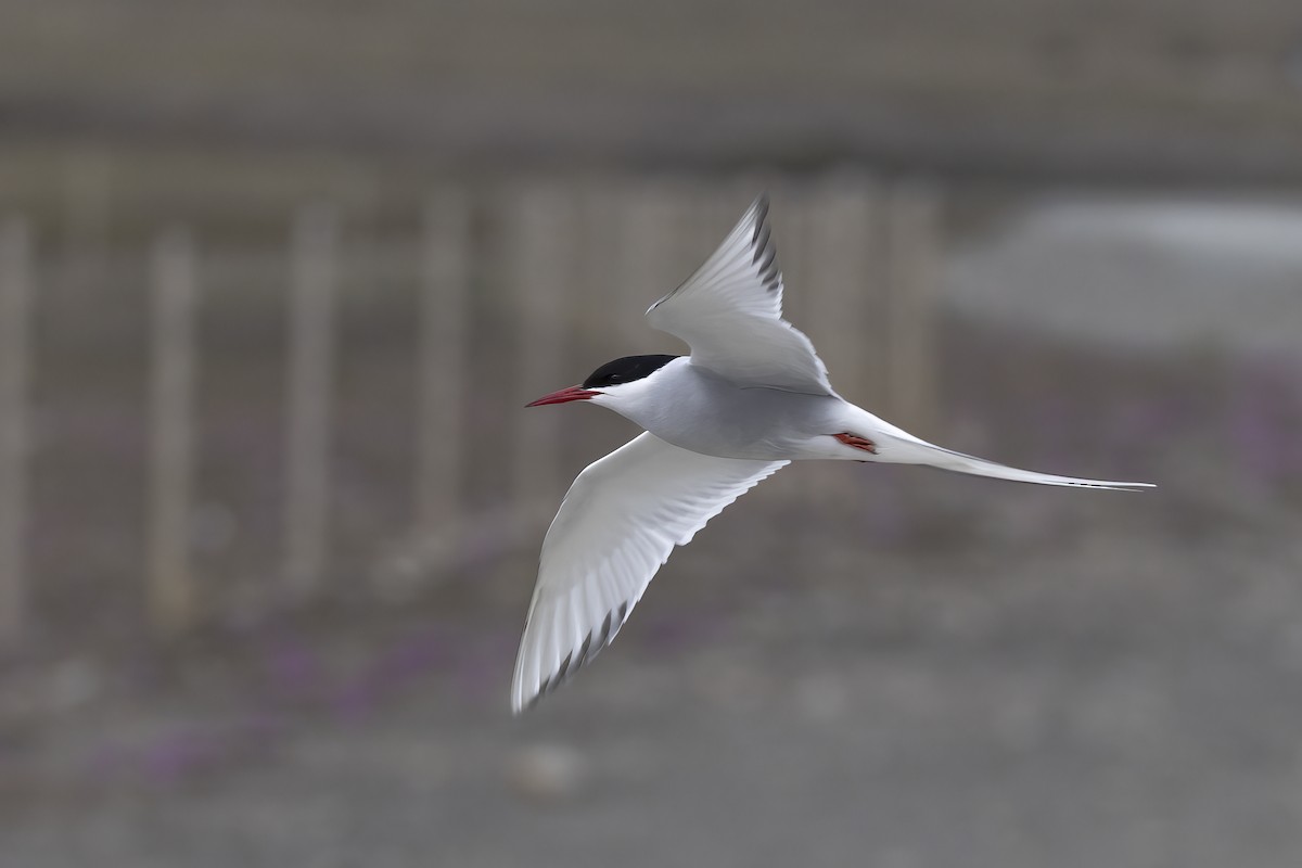Arctic Tern - ML646194629