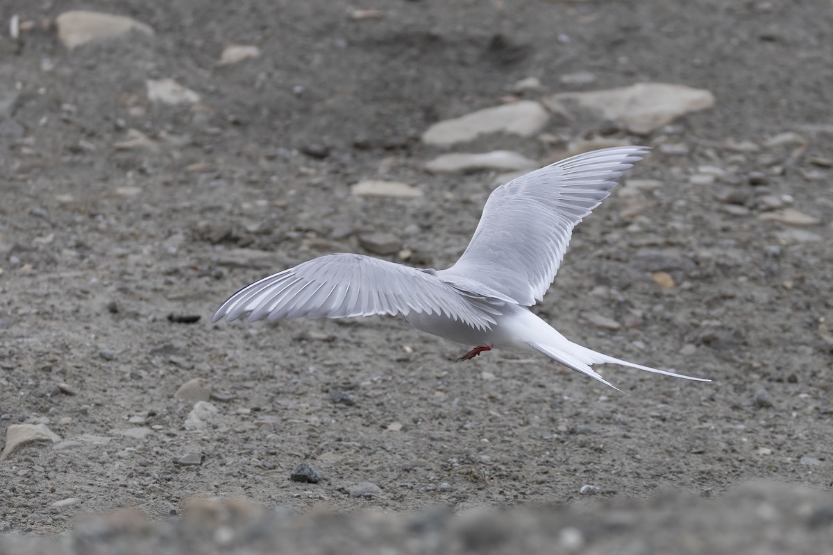 Arctic Tern - ML646194630