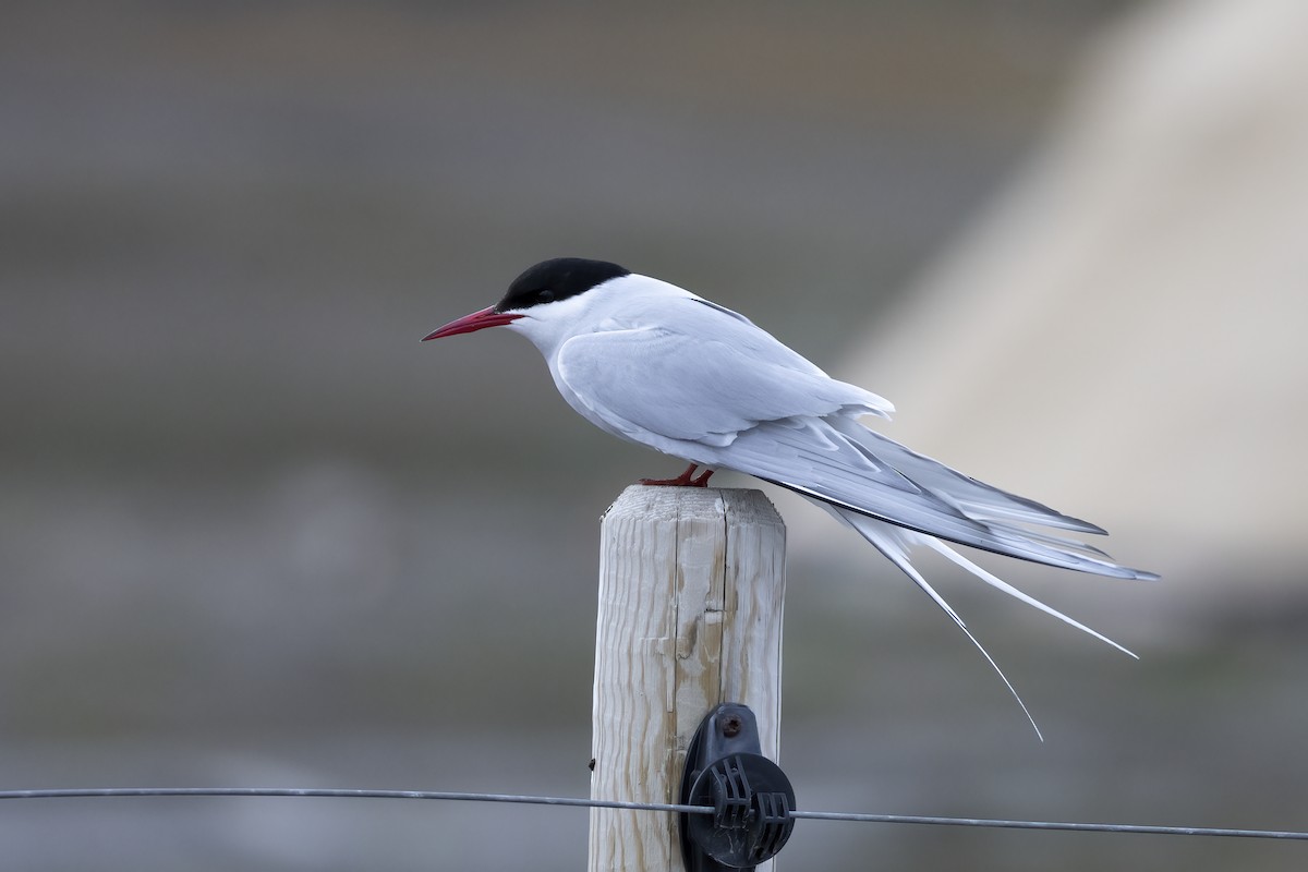 Arctic Tern - ML646194631