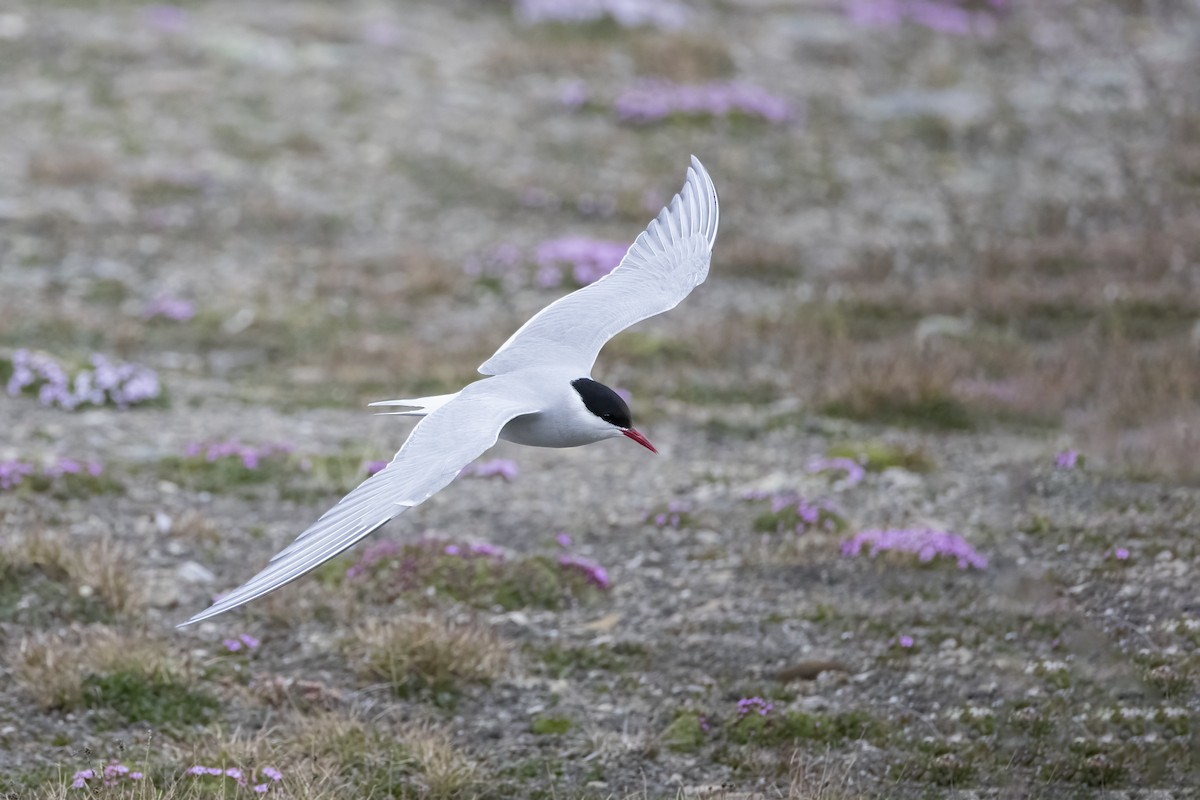 Arctic Tern - ML646194632