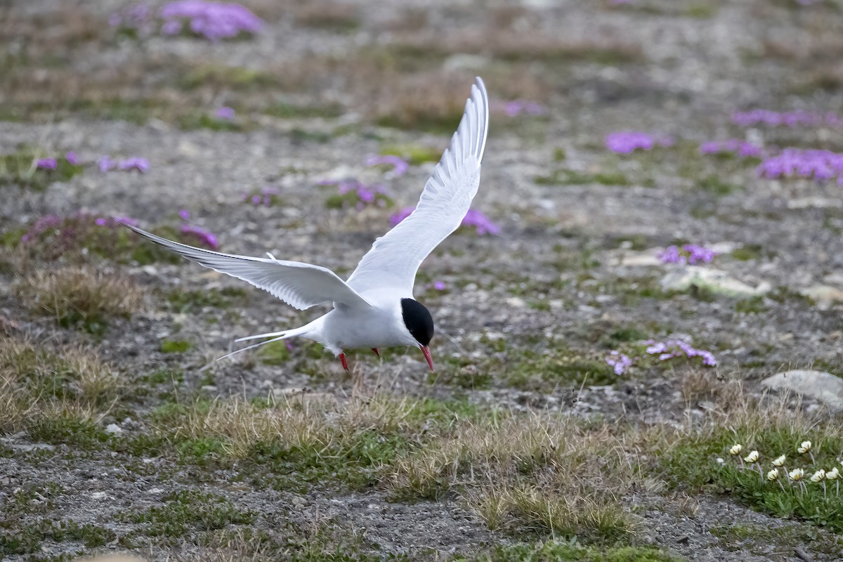 Arctic Tern - ML646194633