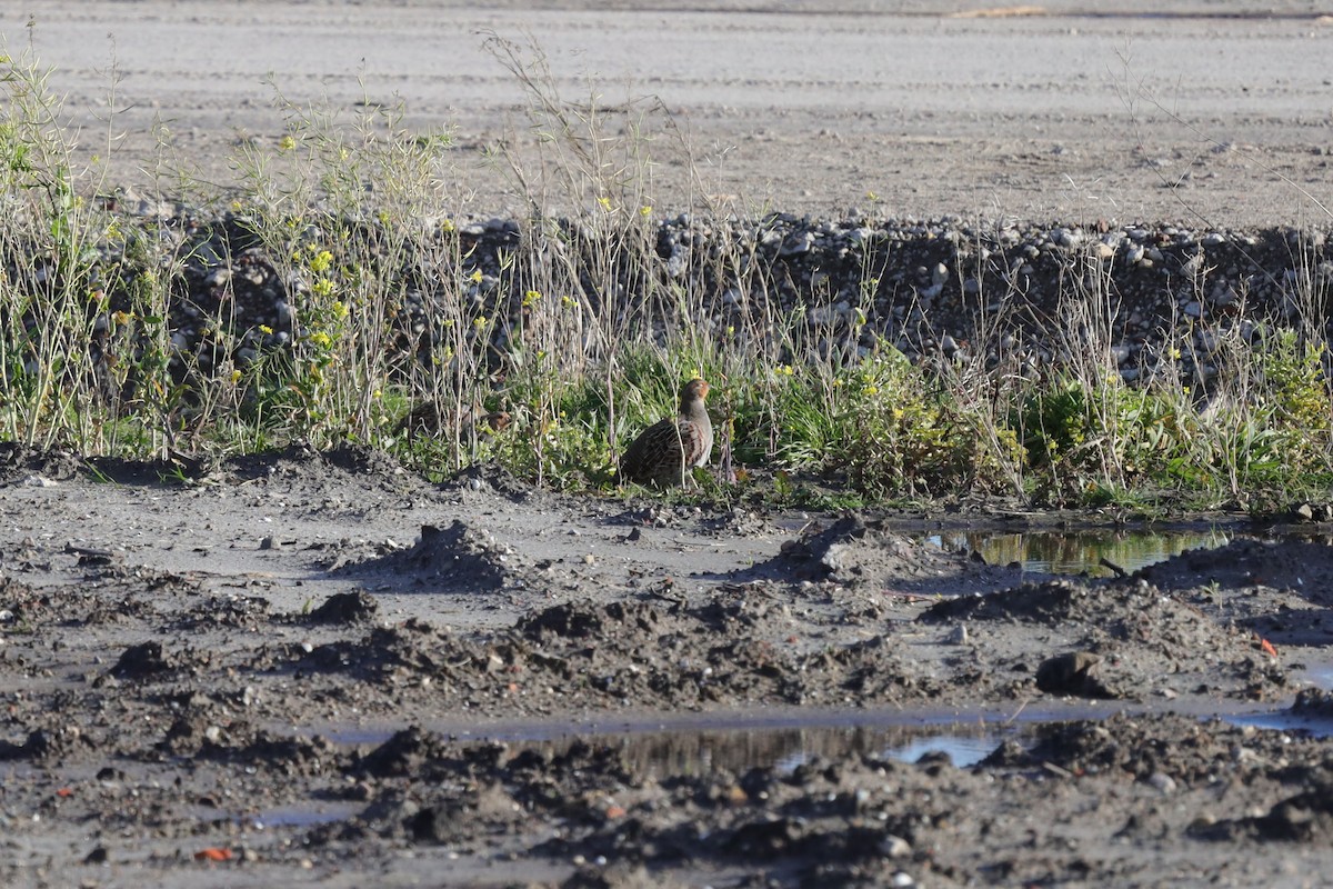 Gray Partridge - ML646194634