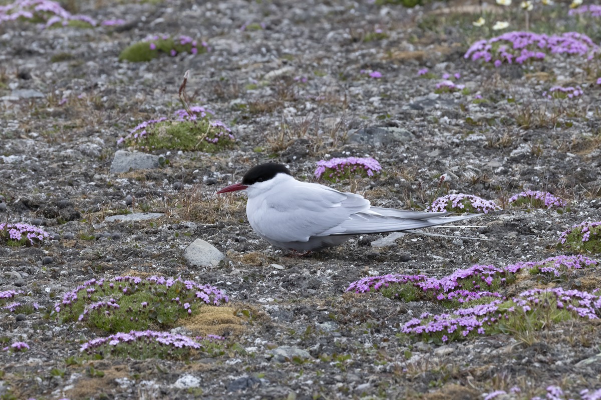 Arctic Tern - ML646194635