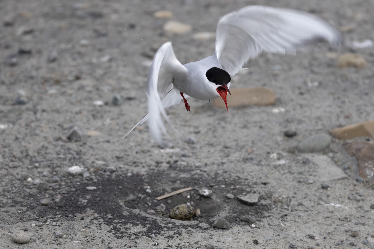 Arctic Tern - ML646194636