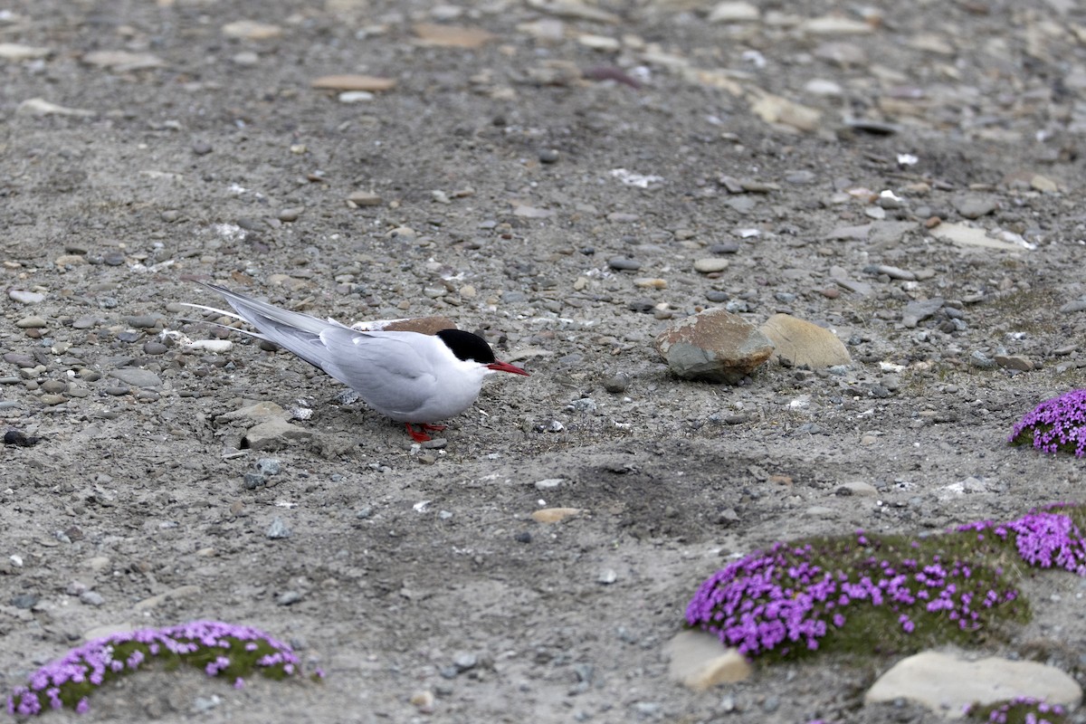 Arctic Tern - ML646194637