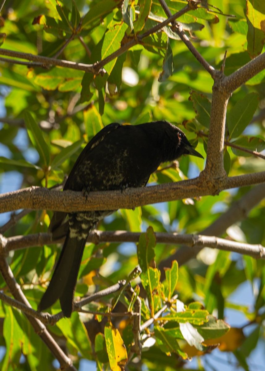 Fork-tailed Drongo - ML646194638