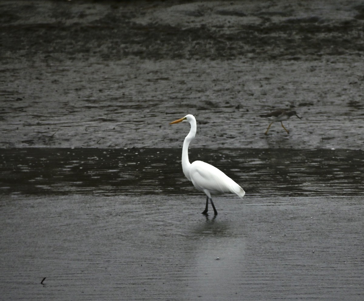 Great Egret - ML646194640