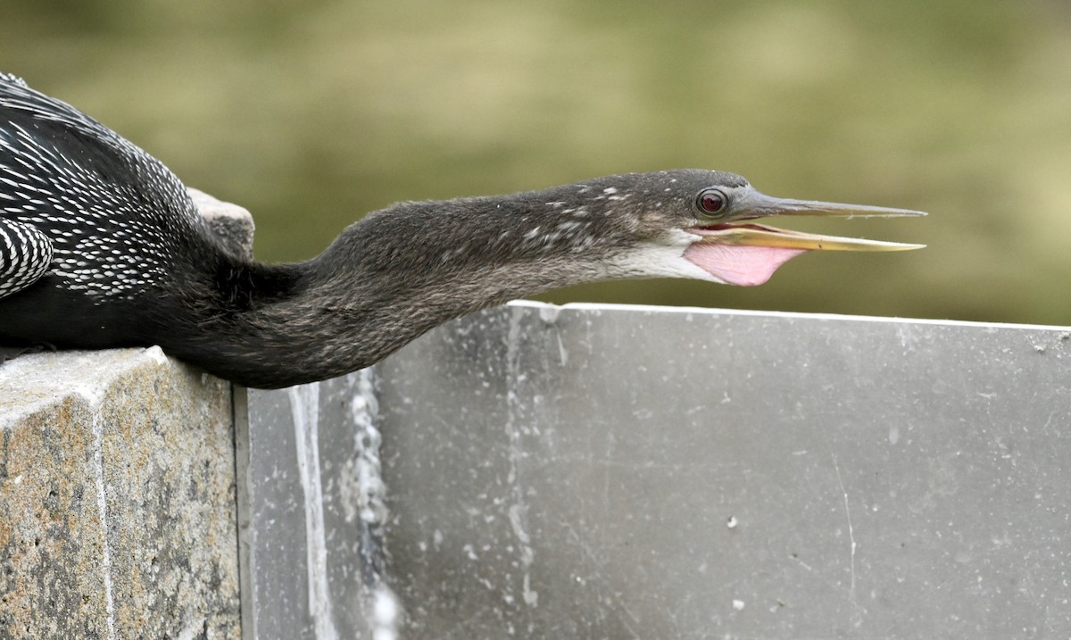 Anhinga - ML646194641