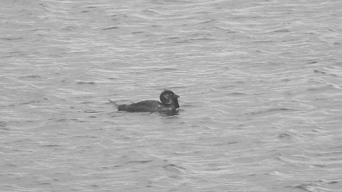 Musk Duck - ML646194642