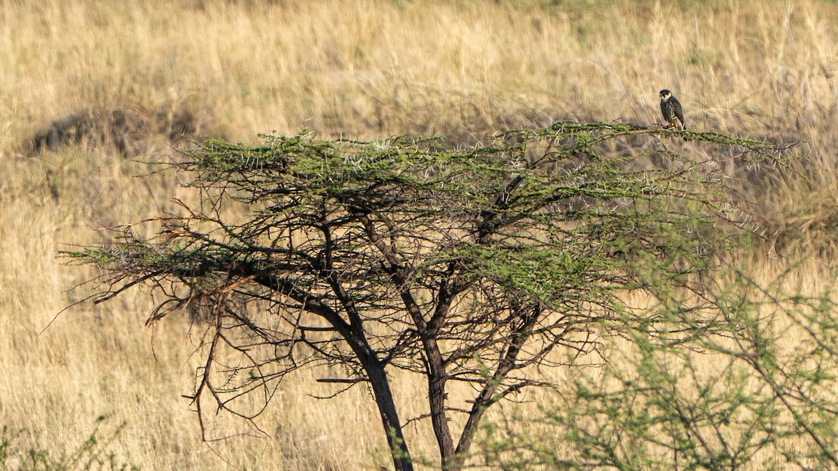 Eurasian Hobby - ML646194643