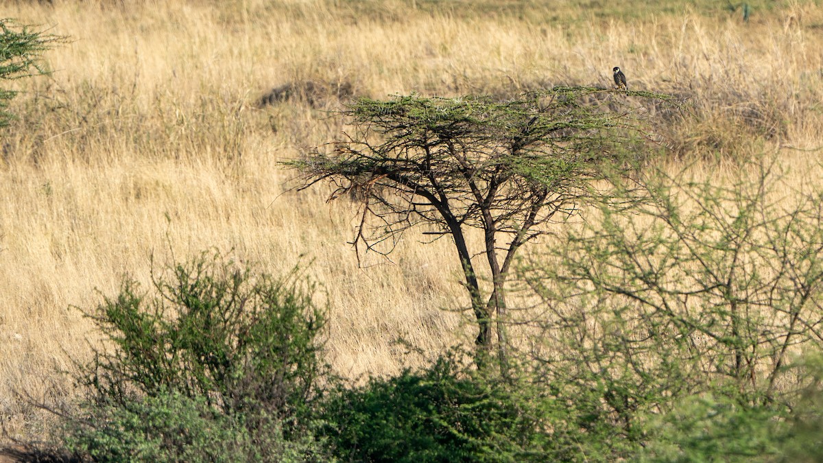 Eurasian Hobby - ML646194644