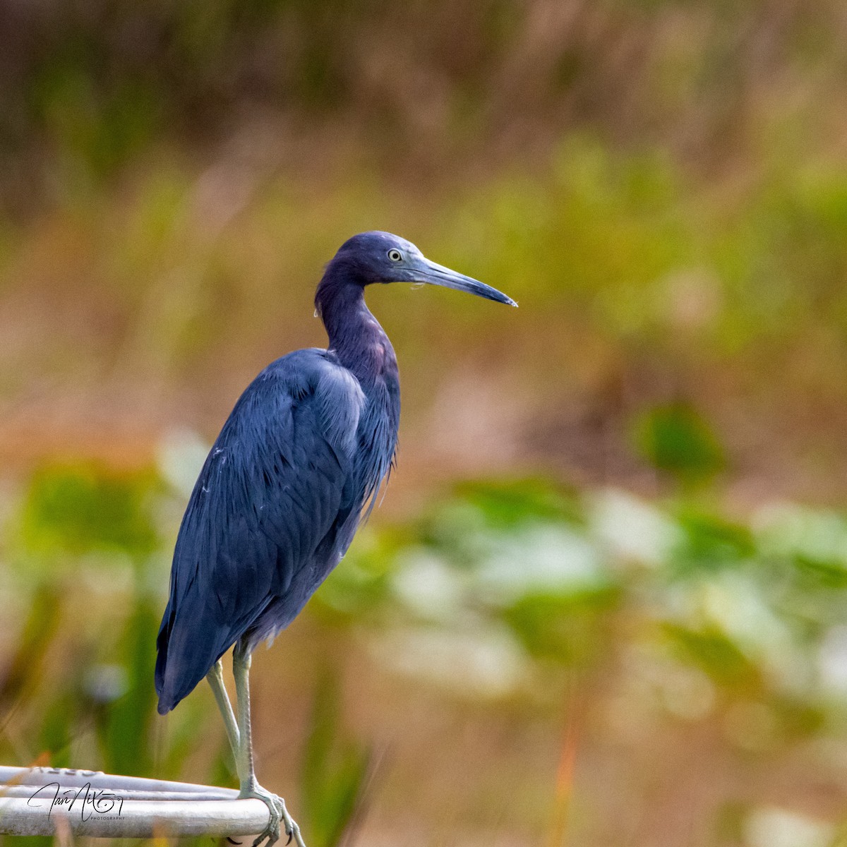 Little Blue Heron - ML646194645