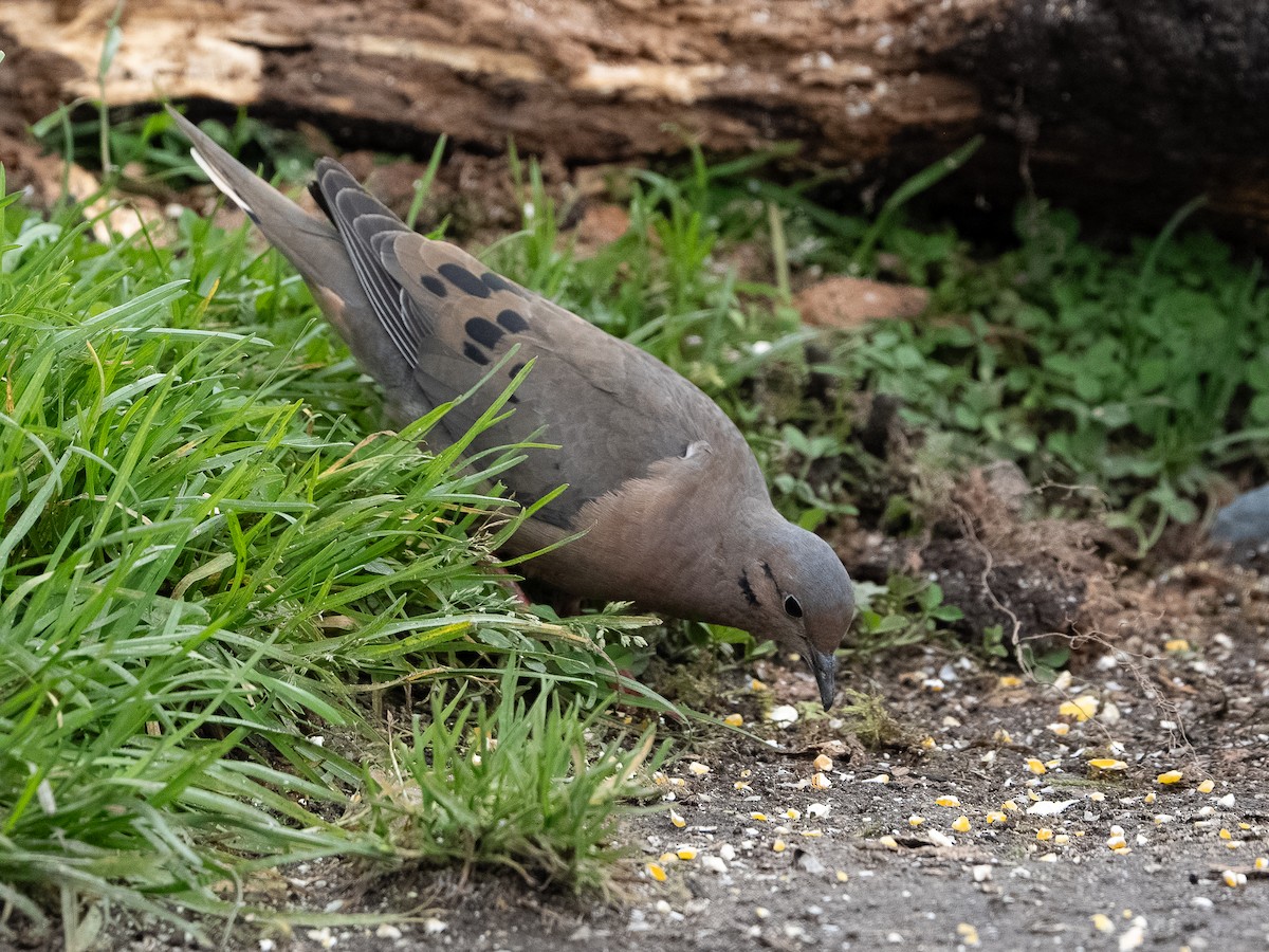 Eared Dove - ML646194646