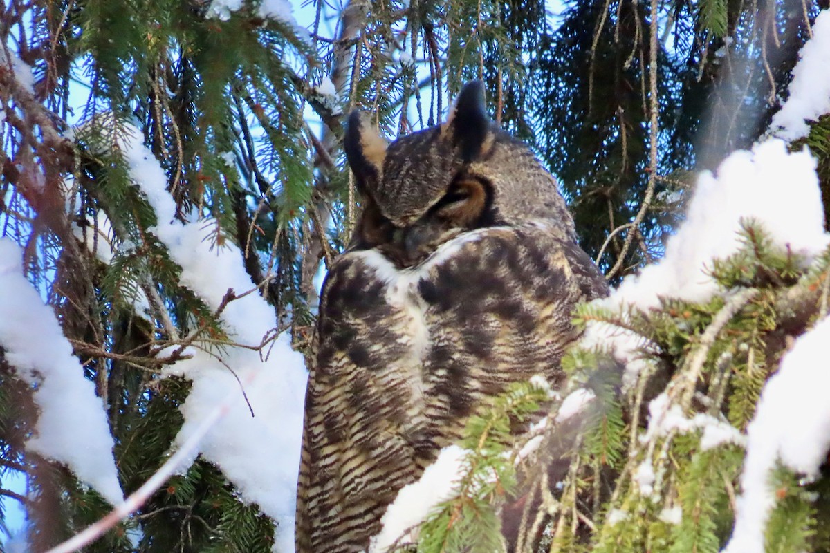 Great Horned Owl - ML646194650