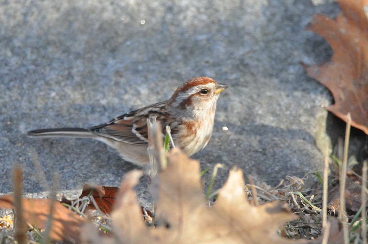 American Tree Sparrow - ML646194651