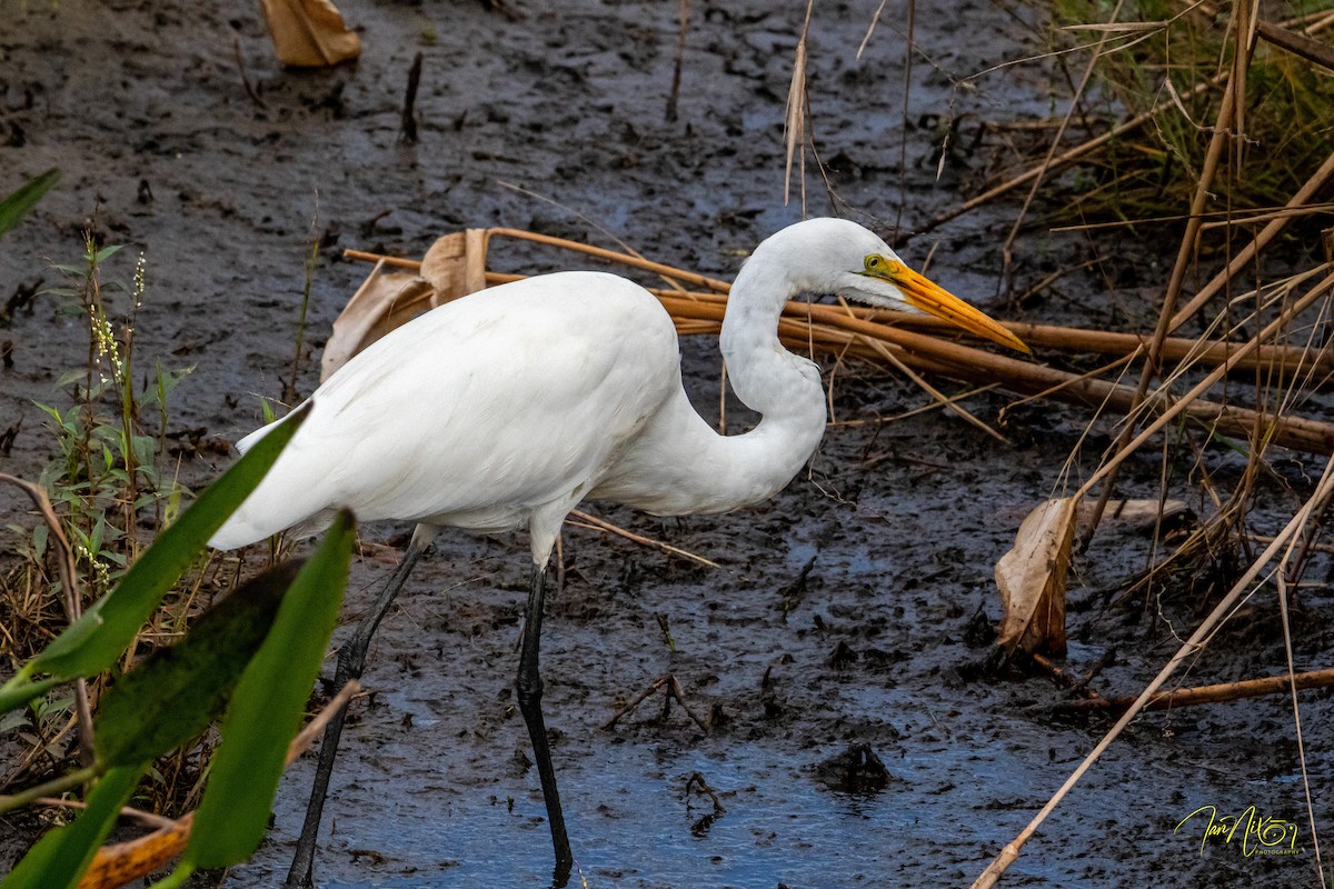 Great Egret - ML646194653