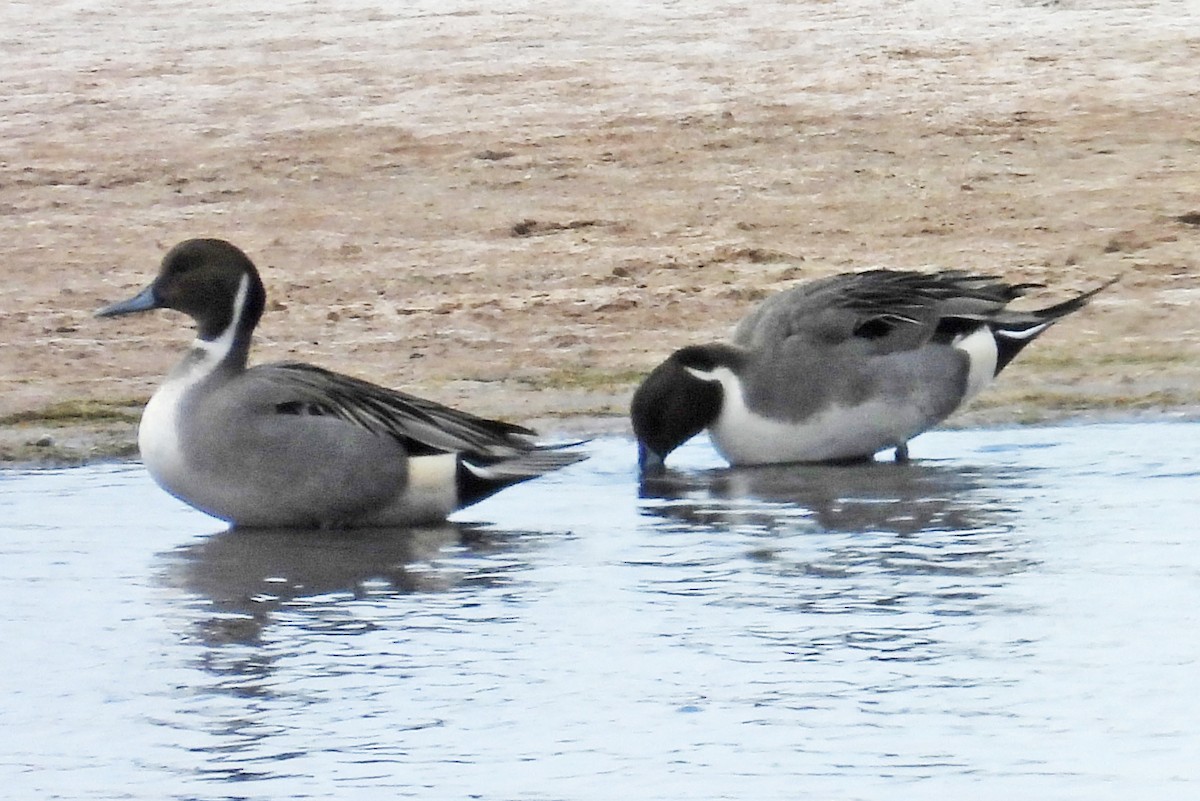 Northern Pintail - ML646194654