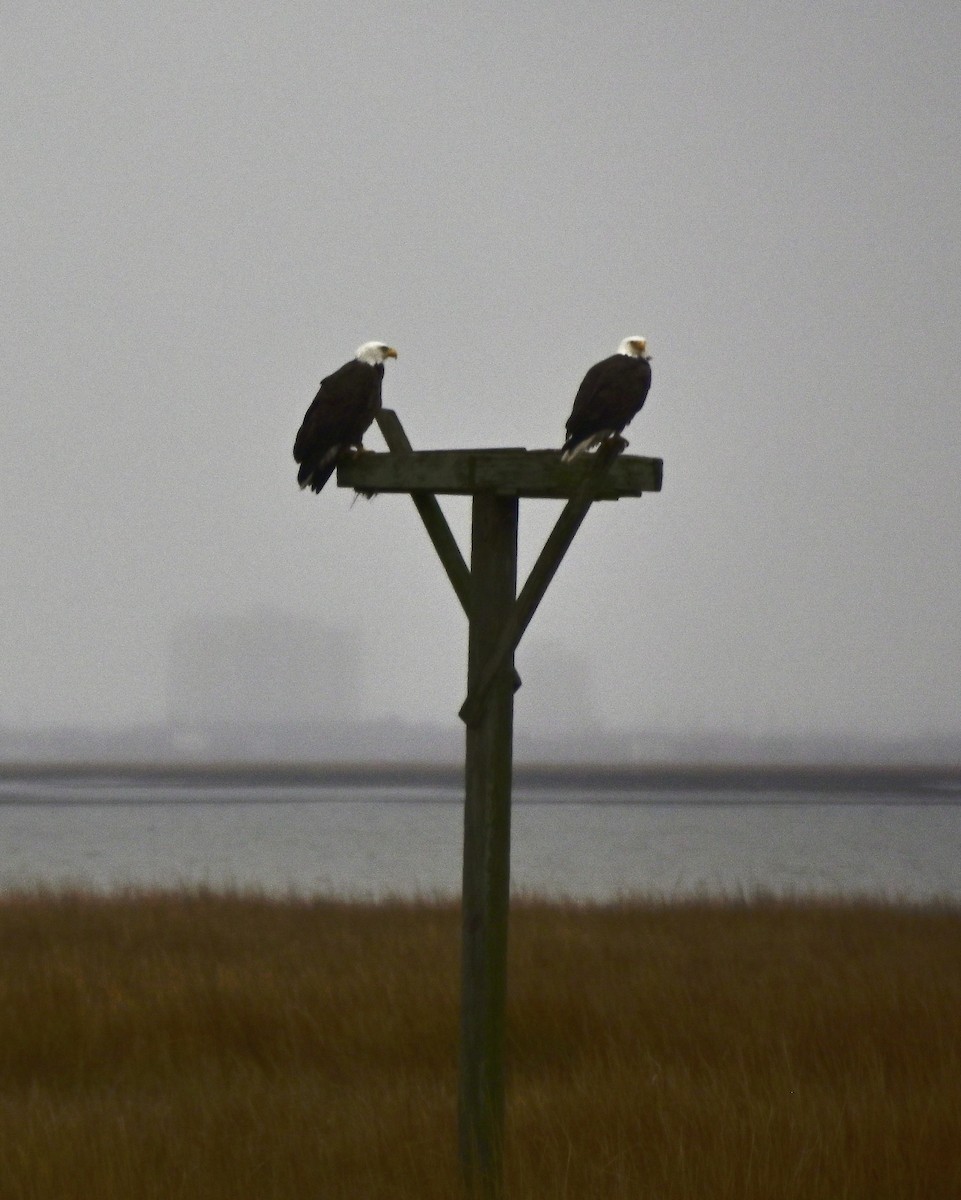 Bald Eagle - ML646194655