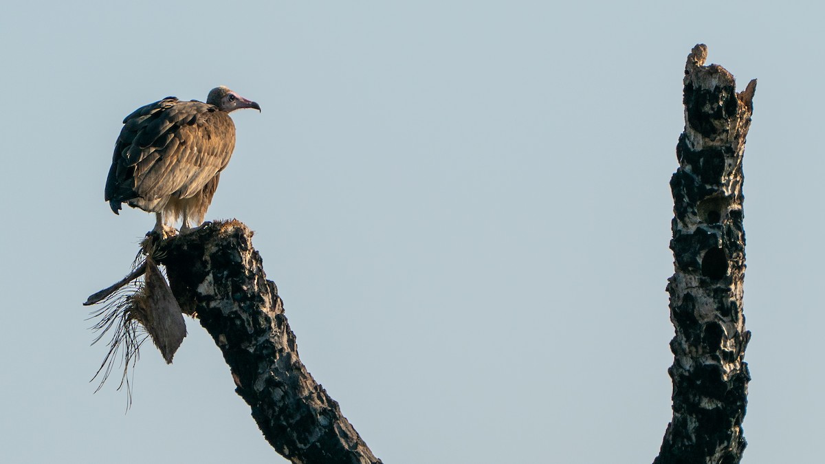 White-backed Vulture - ML646194658