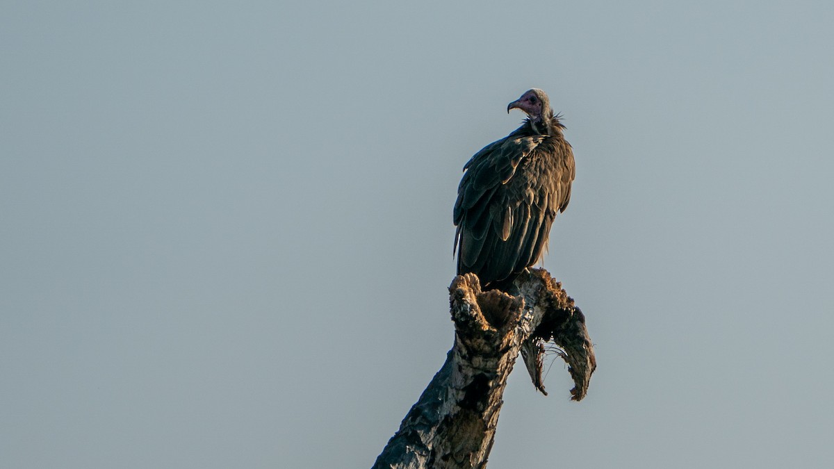 White-backed Vulture - ML646194659