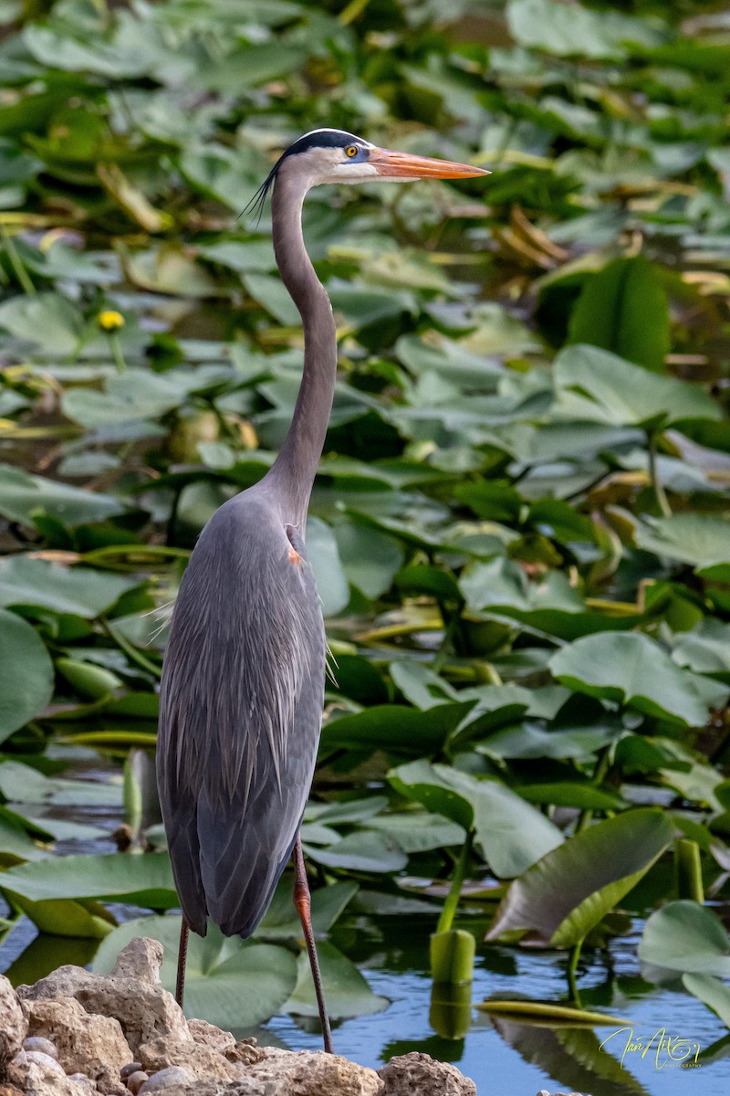 Great Blue Heron - ML646194660