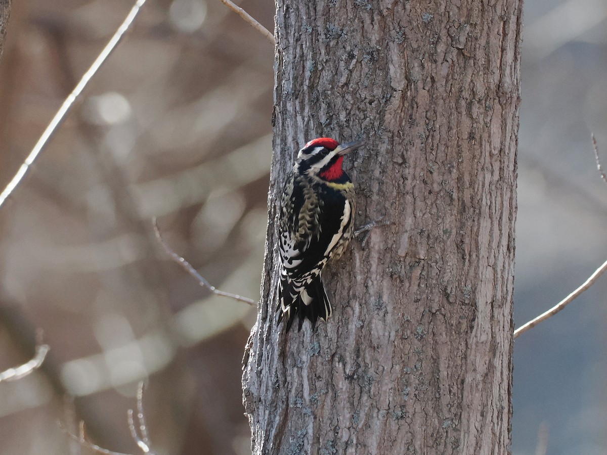 Yellow-bellied Sapsucker - ML646194661