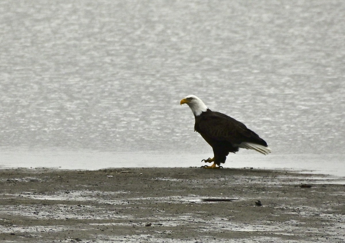 Bald Eagle - ML646194662