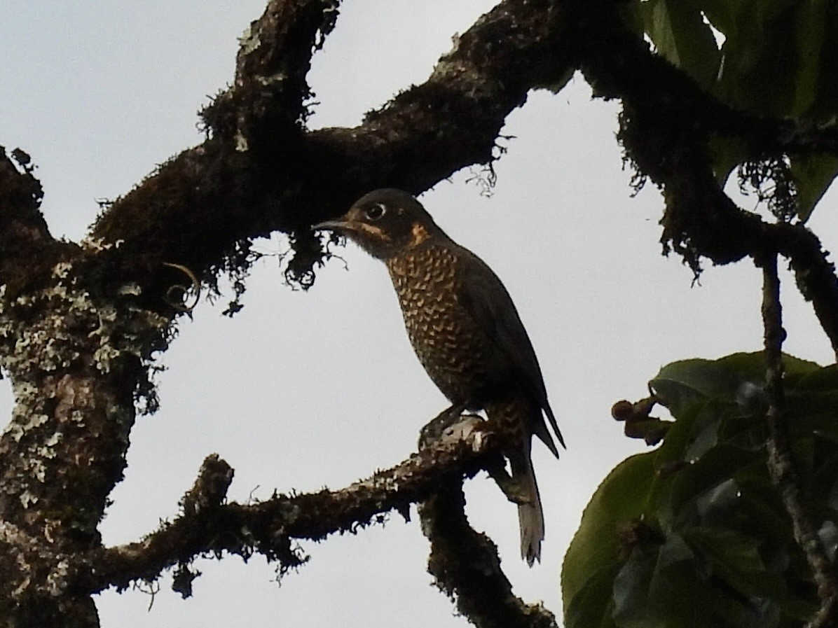 Chestnut-bellied Rock-Thrush - ML646194665
