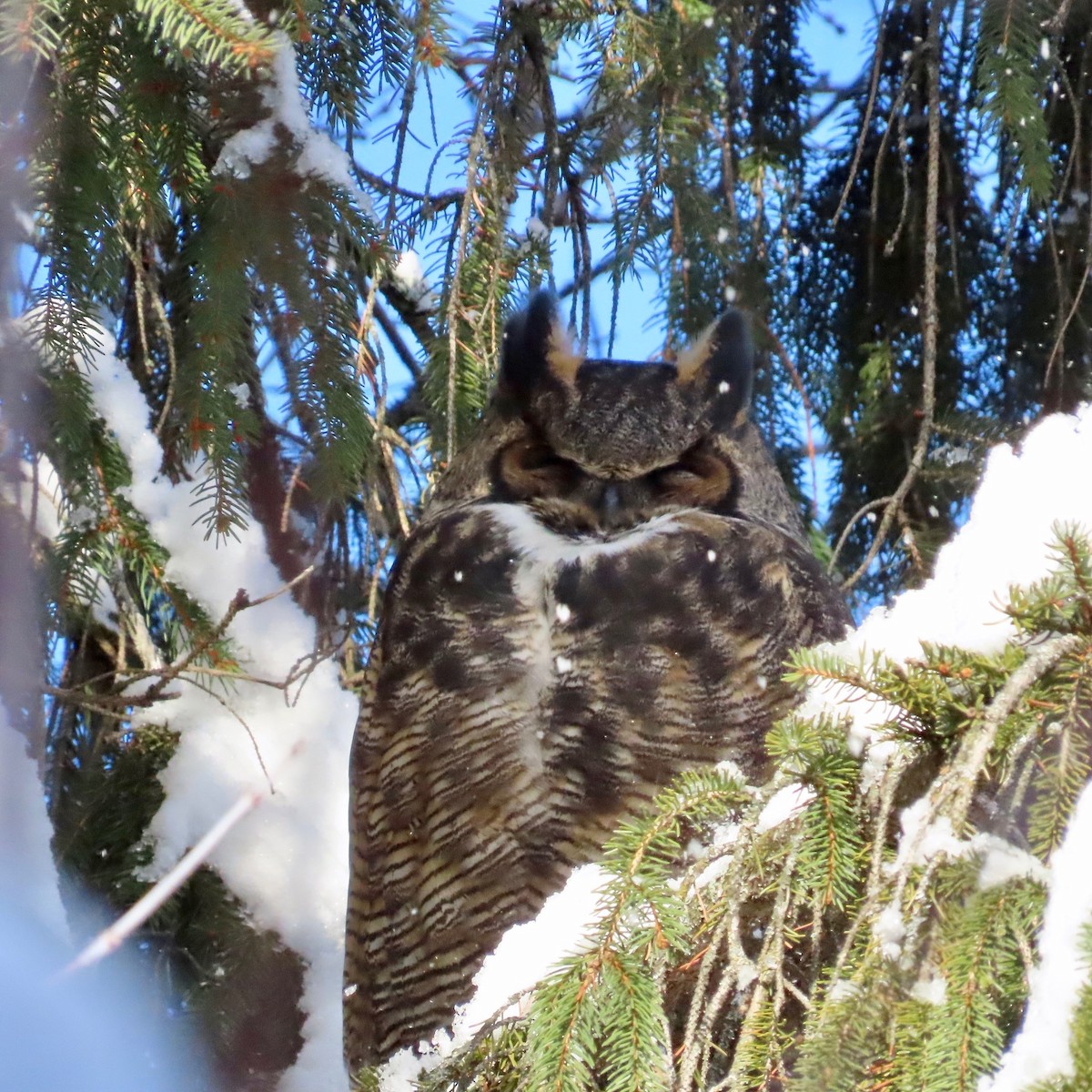 Great Horned Owl - ML646194672