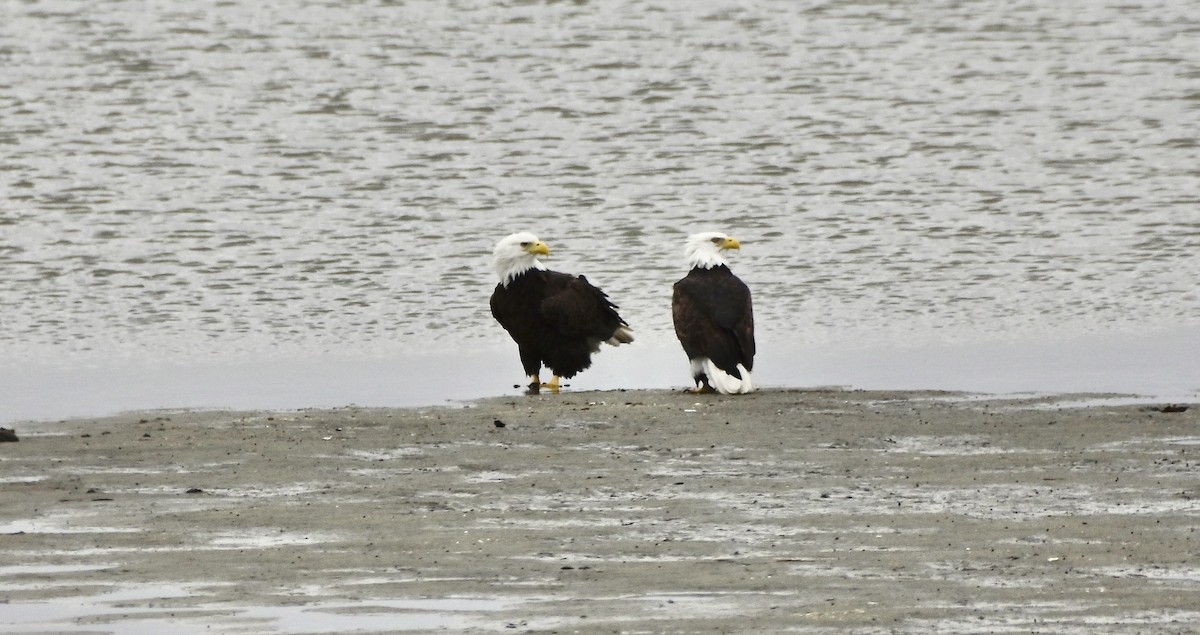 Bald Eagle - ML646194673