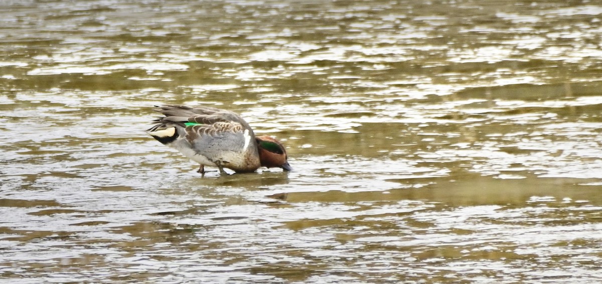 Green-winged Teal - ML646194679