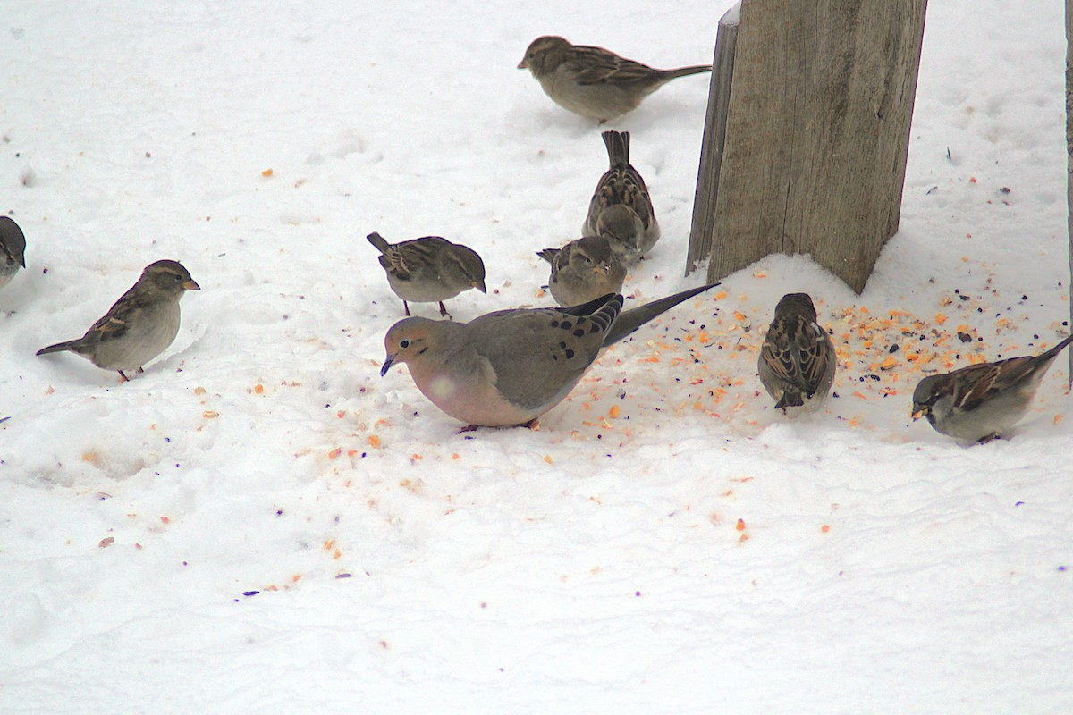 Mourning Dove - ML646194683