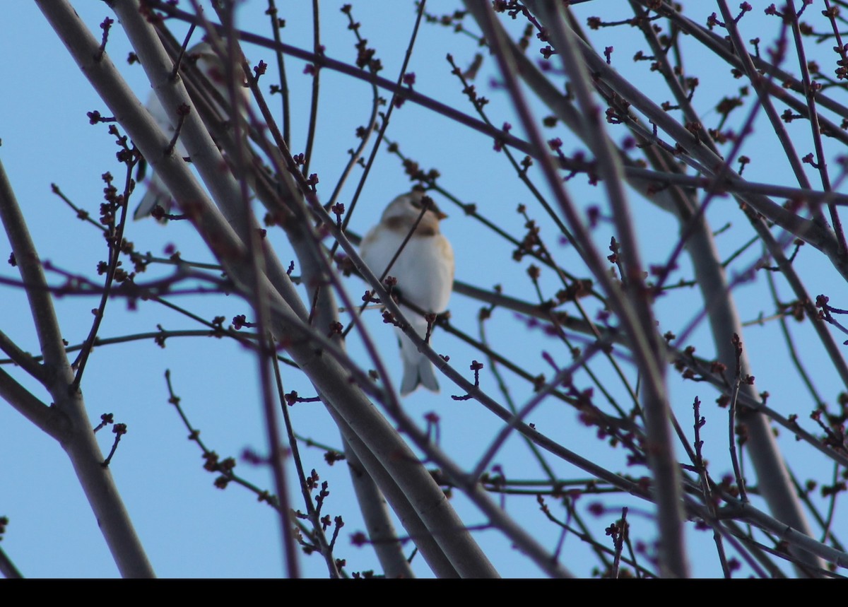 Snow Bunting - ML646194688