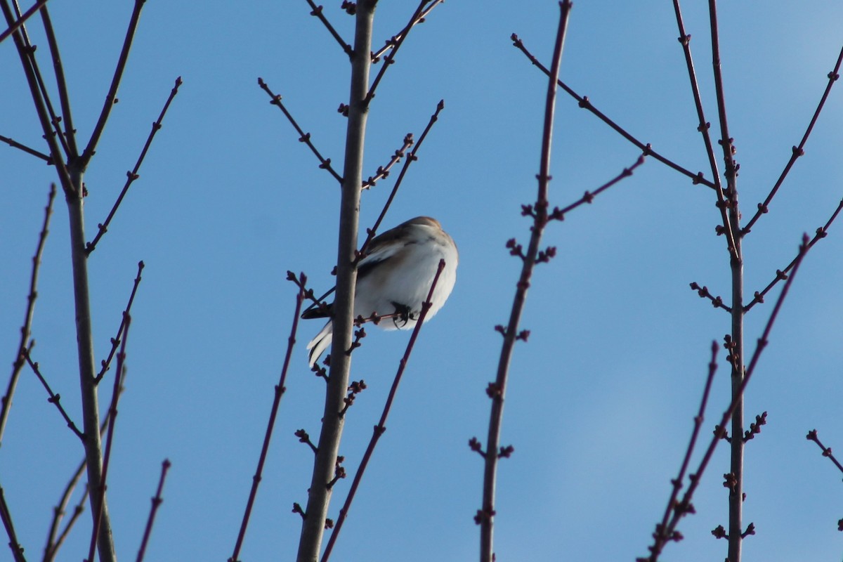 Snow Bunting - ML646194689