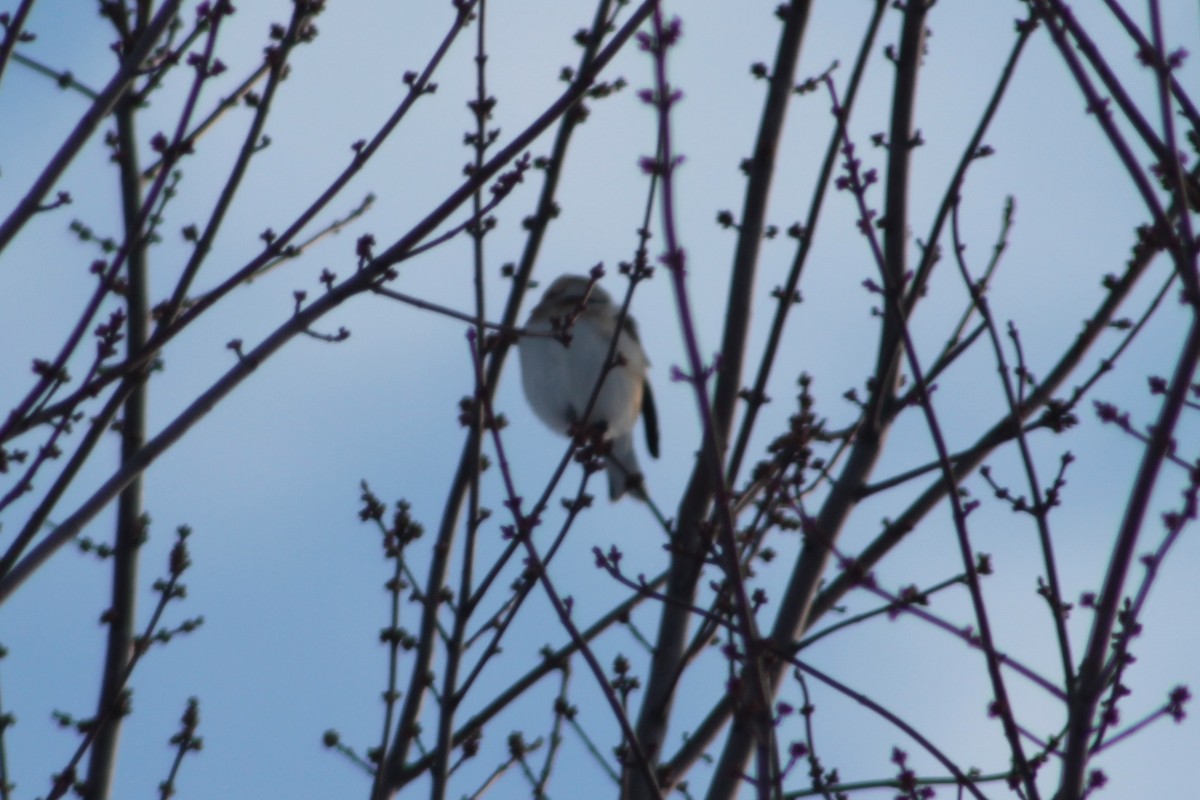 Snow Bunting - ML646194690
