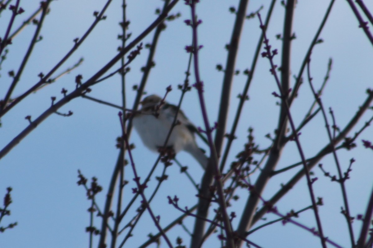 Snow Bunting - ML646194691