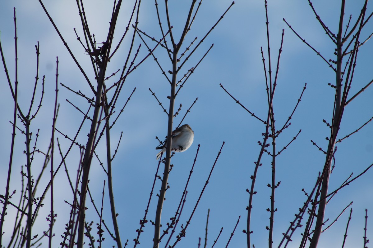 Snow Bunting - ML646194692