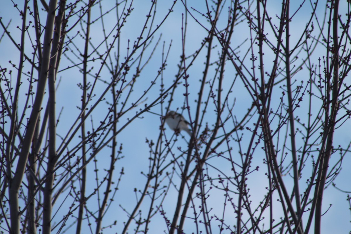 Snow Bunting - ML646194693